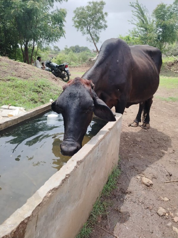 ગાય