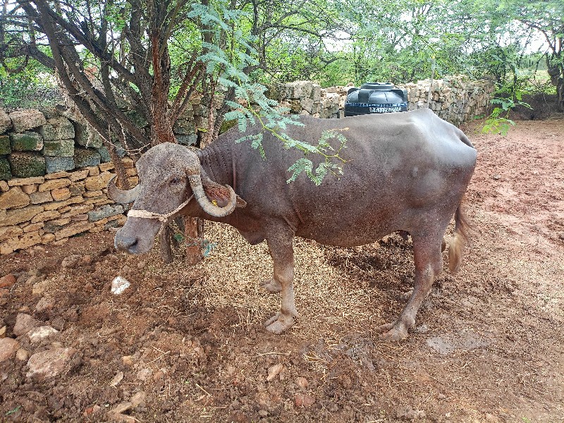 બીજા વેતર ની ભૂ...