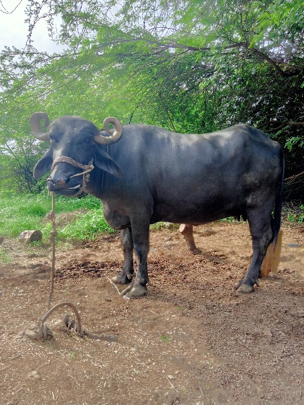 ભેંસ વેચવાની છે