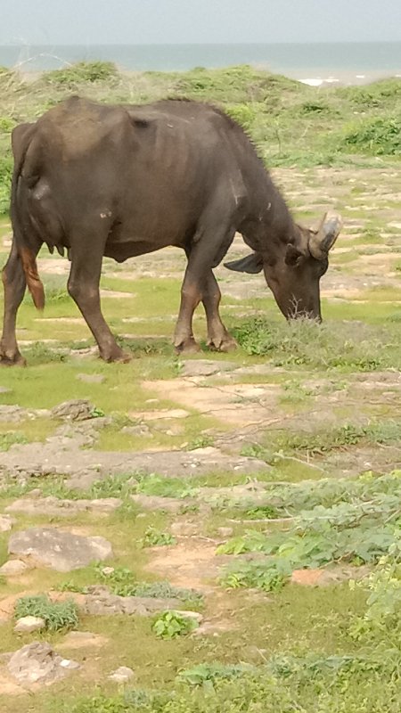 ભેંસ વેચવાની છે...