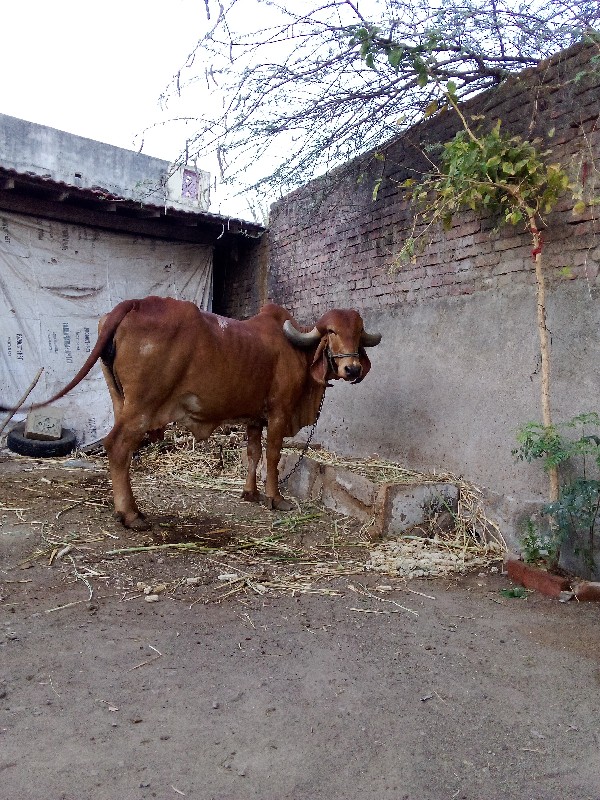 ગીરગાય‌ વેસવાની...