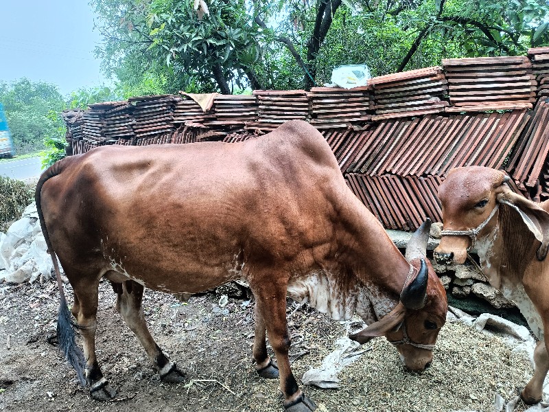 ગાય વેચવાની છે