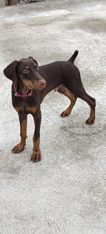 Doberman male