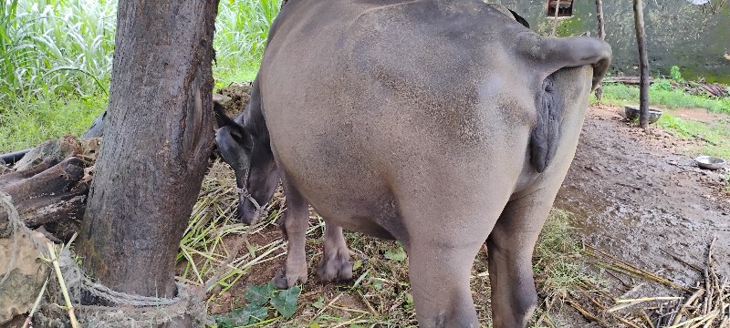 વેચવાની છે