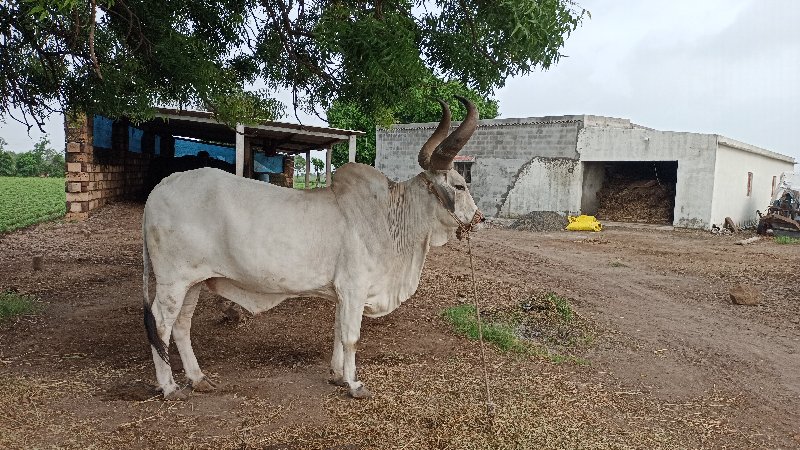 બળદ વેચવાનો છે