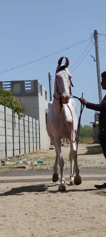 નુકરી વછેરી વેચ...