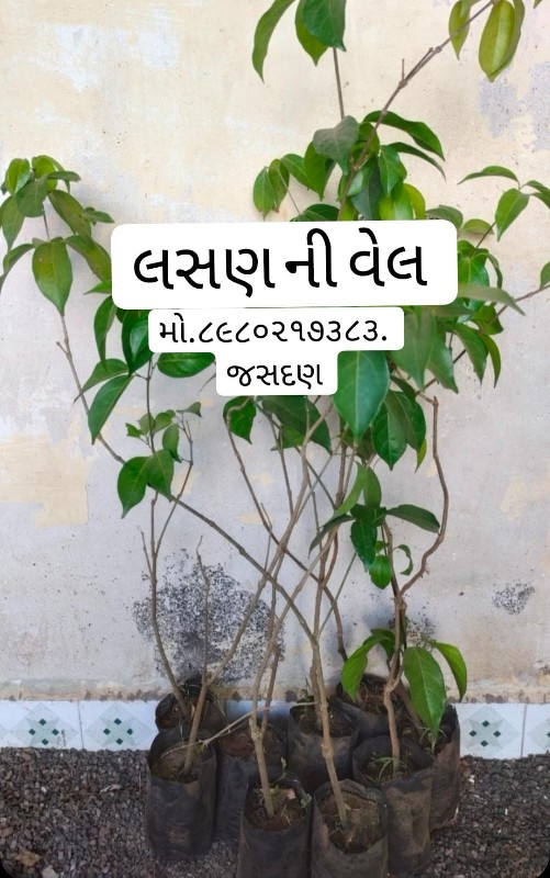 ટોટલ બાગાયતી રો...