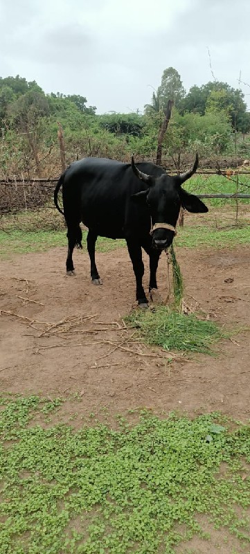 આ ગાય વેચવાની....