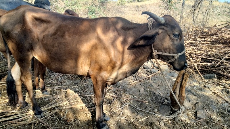 ત્રણ વર્ષ ની ઓડ...