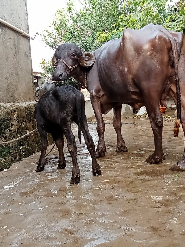 પેલુ વેતરુ ખડીલ...