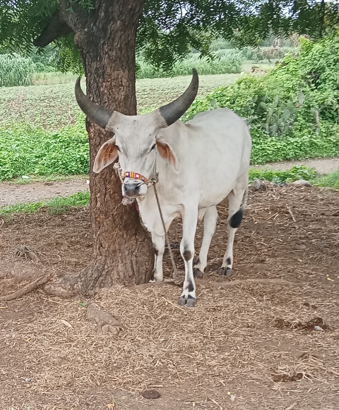 બીજી વાવણીના બળ...