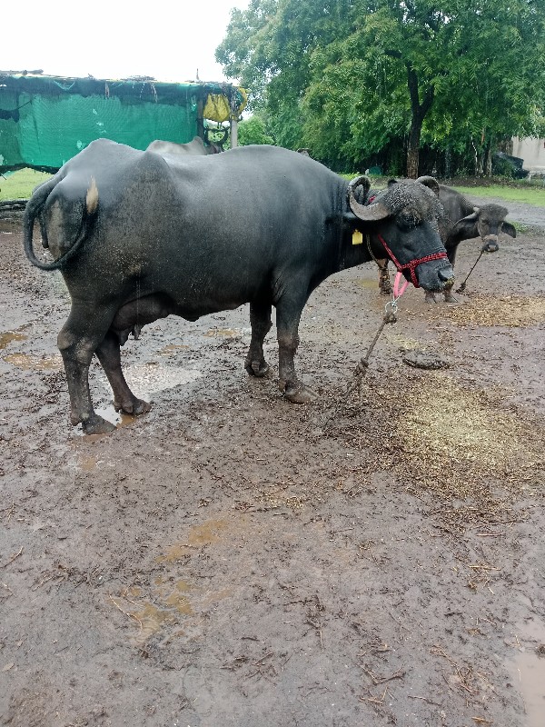 3જુવેતર