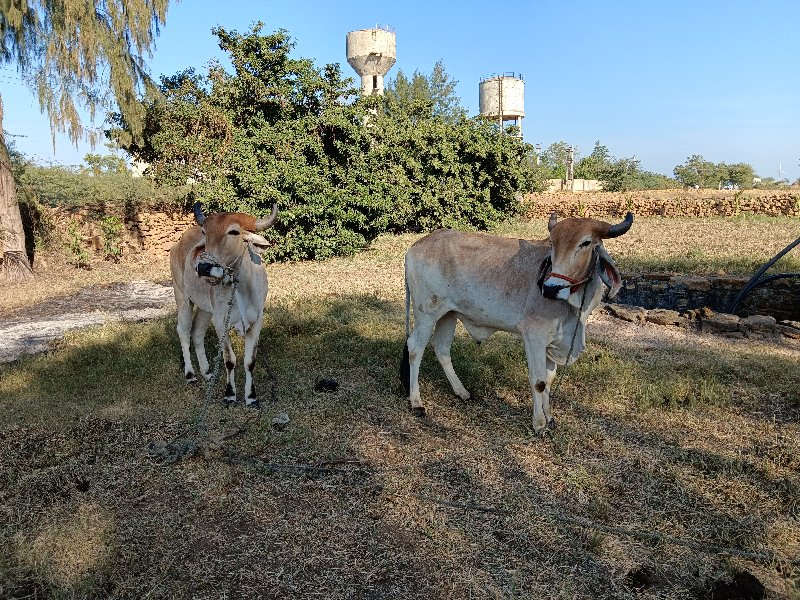 બર્થ વહેંચવાના...