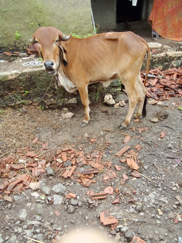 ગાય