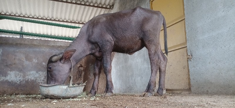 બે પાડી વેચવાની...