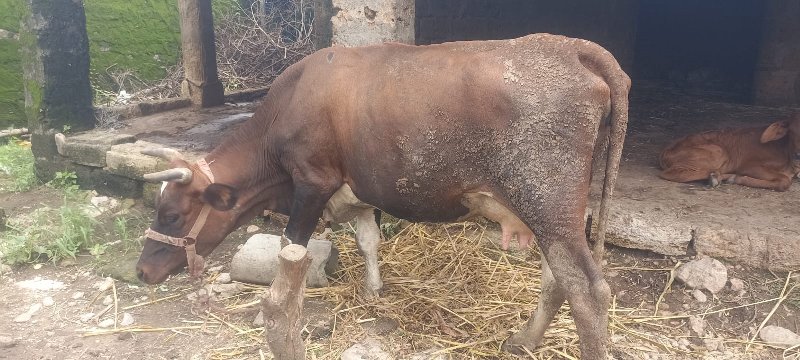 s.f હોડકી વેચવા...