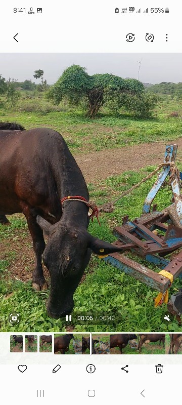 ગાય વેચવાની છે