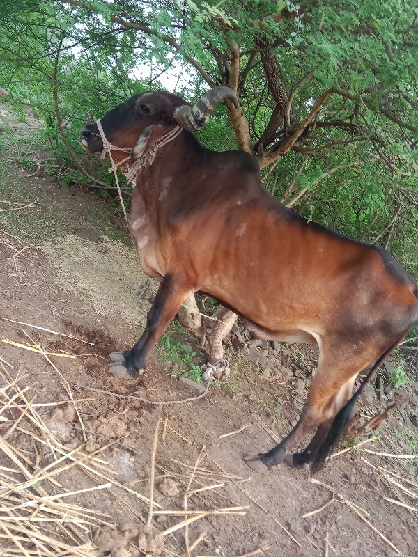 બળદ વેચવાનોછે