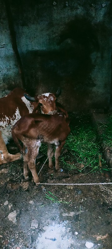 2 વેતર (17000)