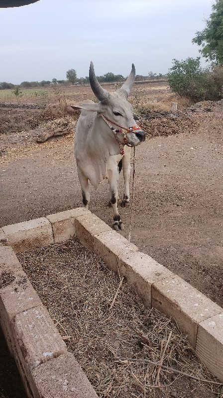 ગોઢલો વેચવાનો છ...