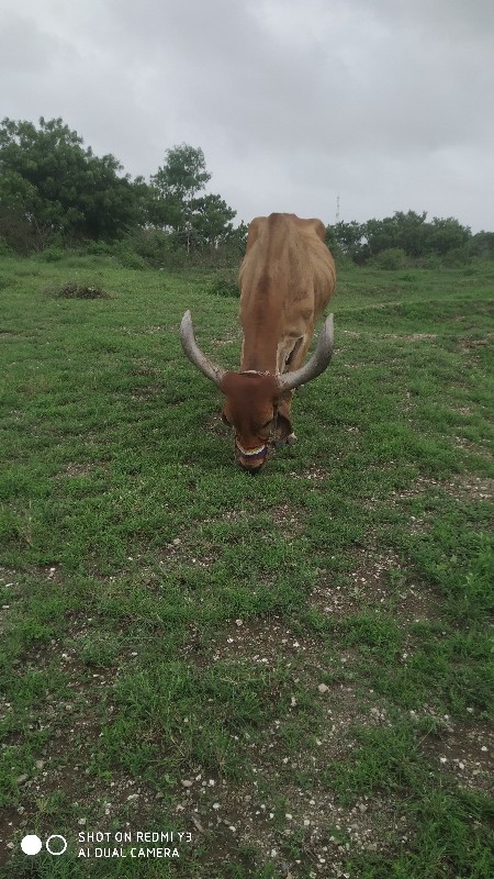 આ બળદ વેચવાનું...