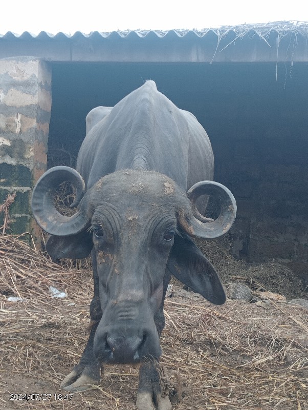 ખડેલી વેચવાની છ...