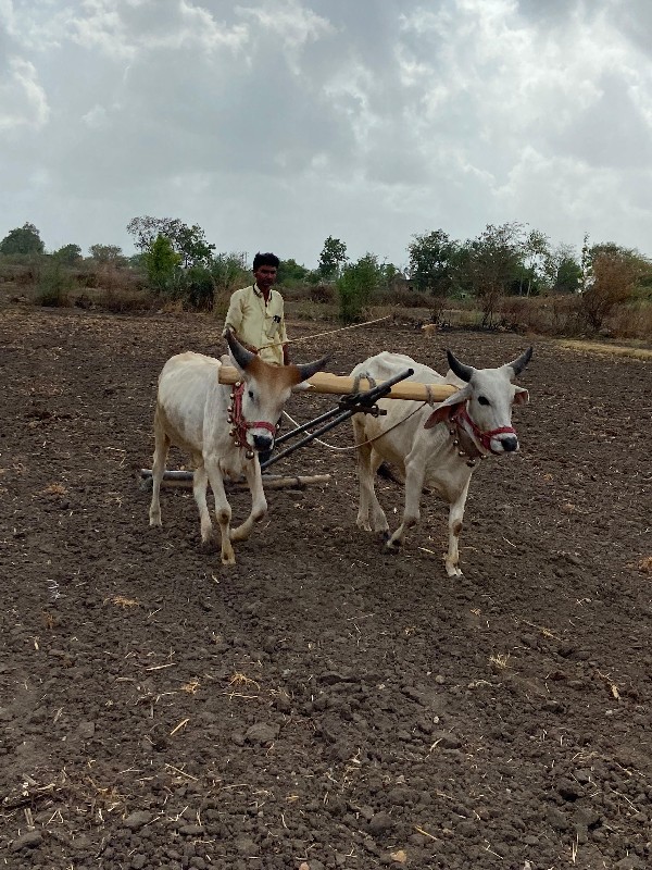 વઢિયાર વેસવાના...