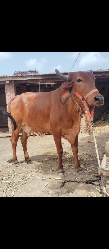 આ બને ગાય વેચવા...