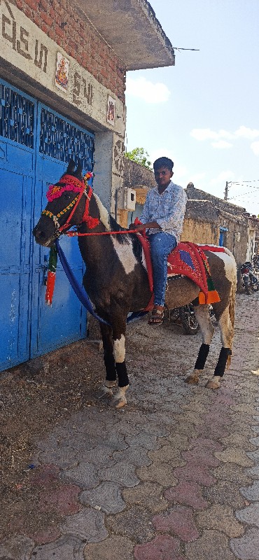 ઘોડી વેચવાની છે