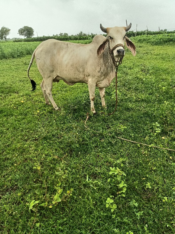 ગાય વેચવાની છે