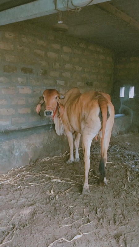 હોડકી વેચવા ની...