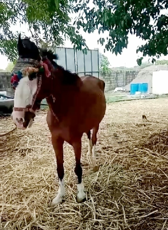 દુજણીગાયહોતોસાટ...