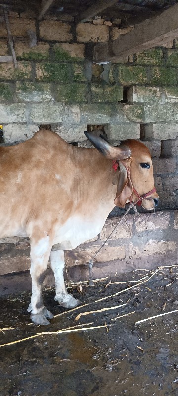 બળધુ નું હાટુ ક...