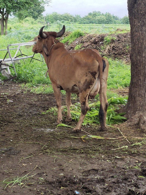 gay vechvani ch...