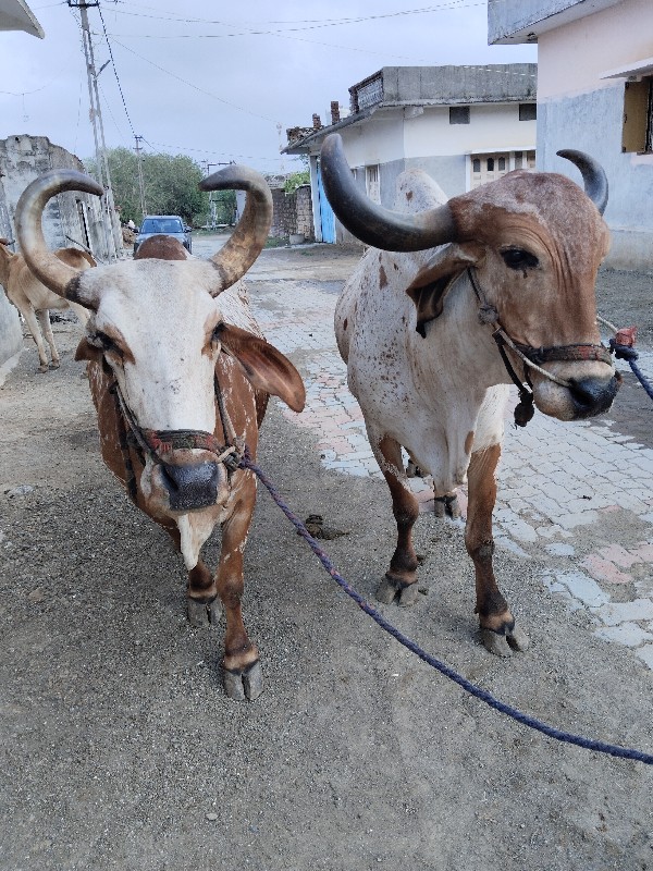 બળદ વૅચવાના છે