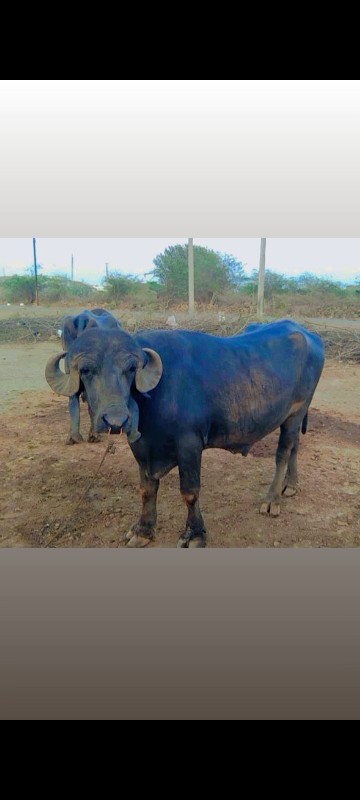 પાડો વેચવાનો છે