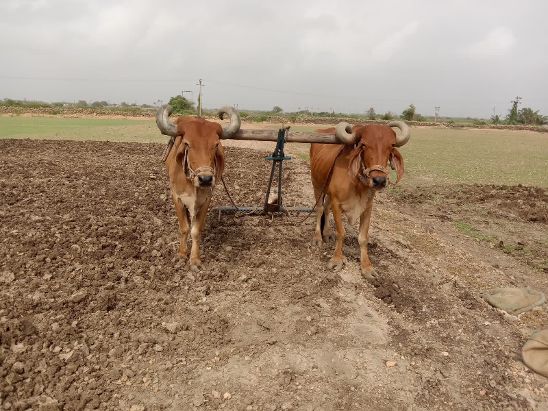 બડદ વેસવાના છે