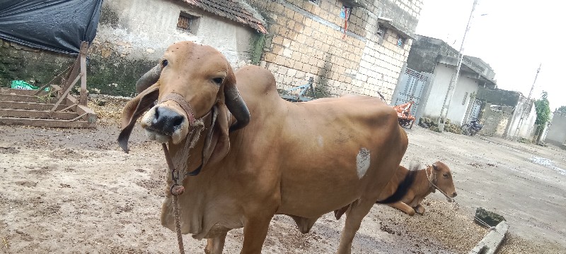 ગીર ગાય વેચવાની...