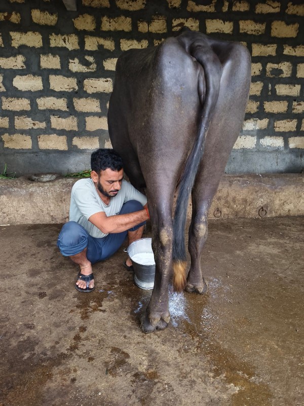 ભેંસ વેચવાની છે