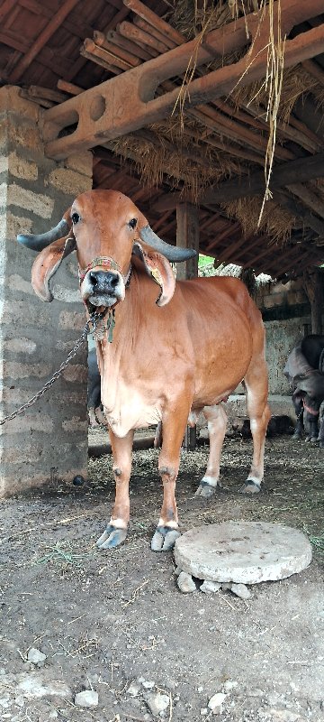 પેલુ વેતર ૭ સાત...