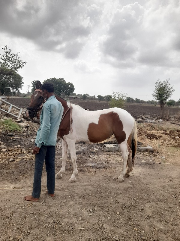 વેશવાની સે