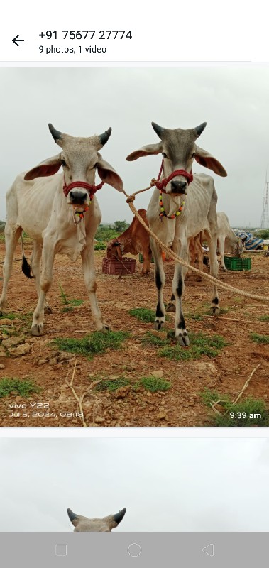 આ ગોટલા વેચવાના...