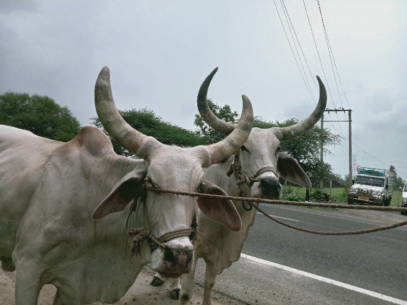 બડદ પેલધરા વેચવ...