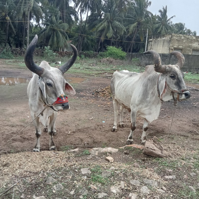 બળદ.  વેચવાના....