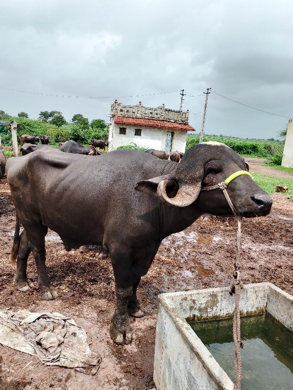 પાડો વેચવાનો છે