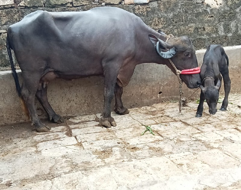 ખડૅલી વૅચવાની છ...