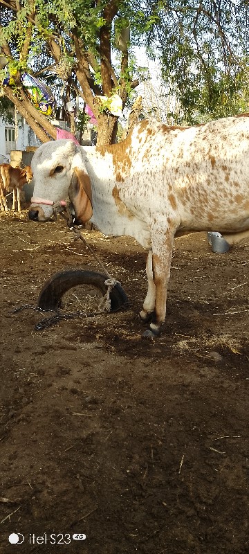 ગાય