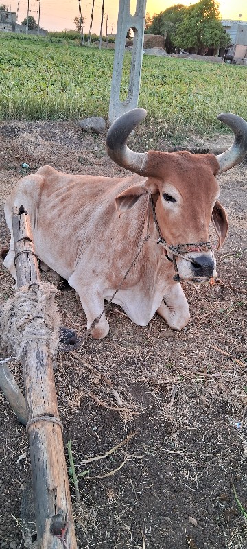 બળદ વેચવાનો છે