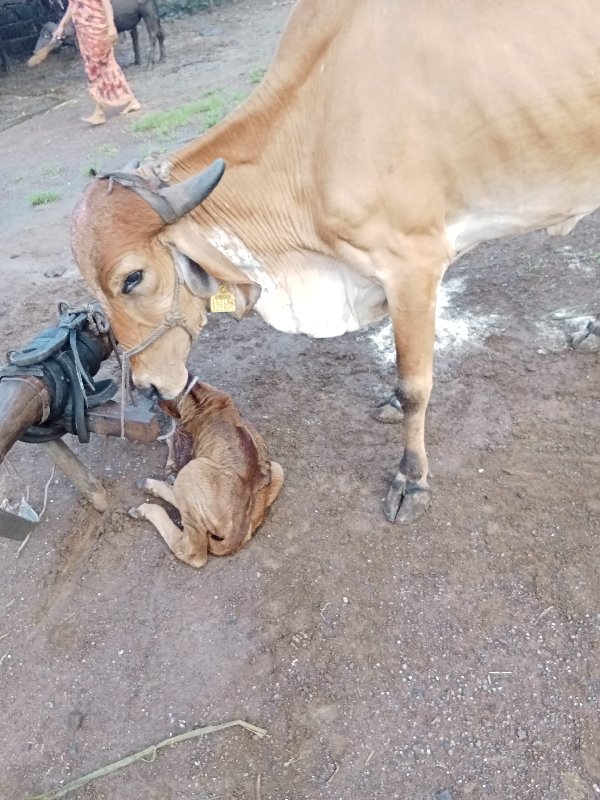 ગાય વેચવાની છે