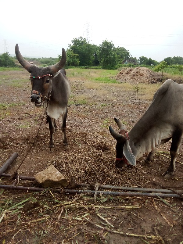 ગોઢલા વેચવાના છ...